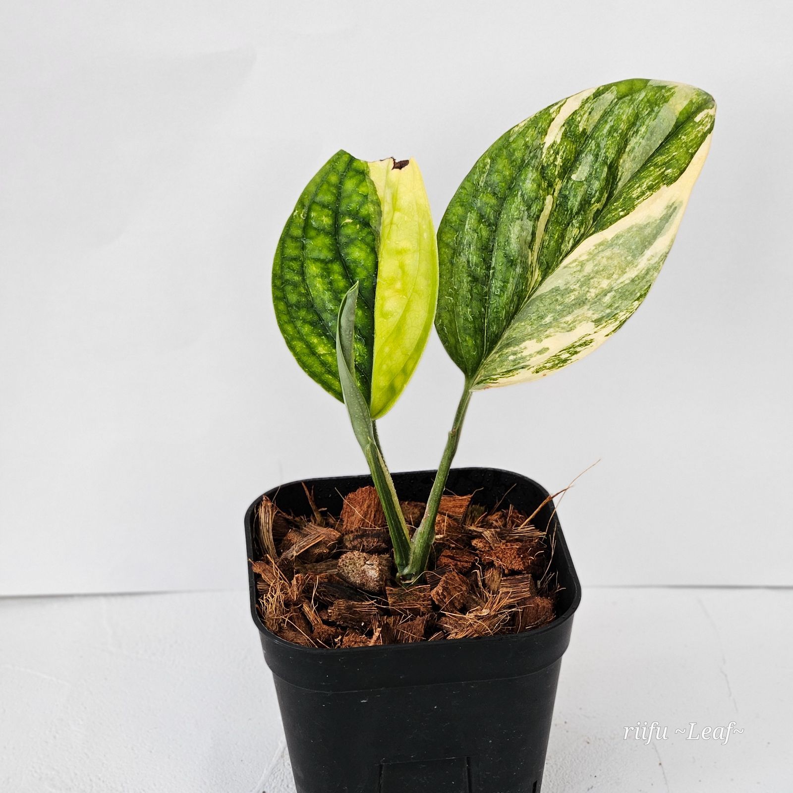 SEAL限定商品】 モンステラsp.ペルー/Monstera sp. 苗(小さい) Peru