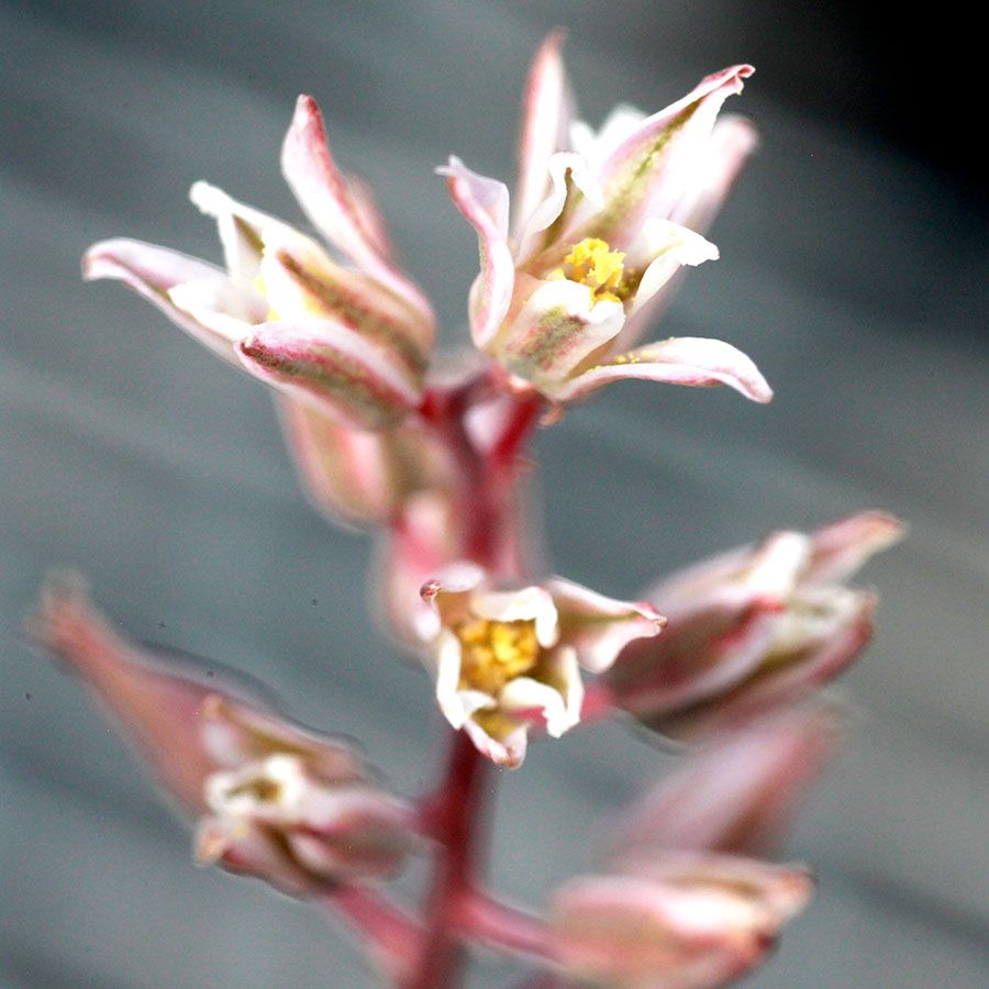 エリオスペルマム　アルキコルネ エリオスペルマム アルキコルネ Eriospermum alcicorne Type-VDV EQ305