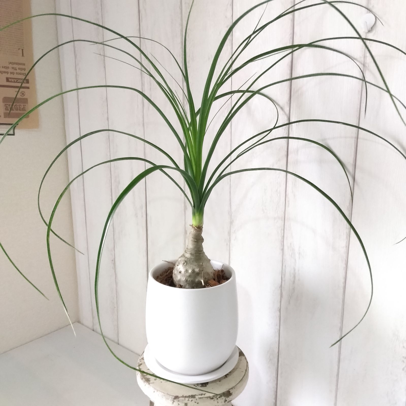現品】ノリナポニーテール【トックリラン】 白陶器鉢受皿付 樹形綺麗 