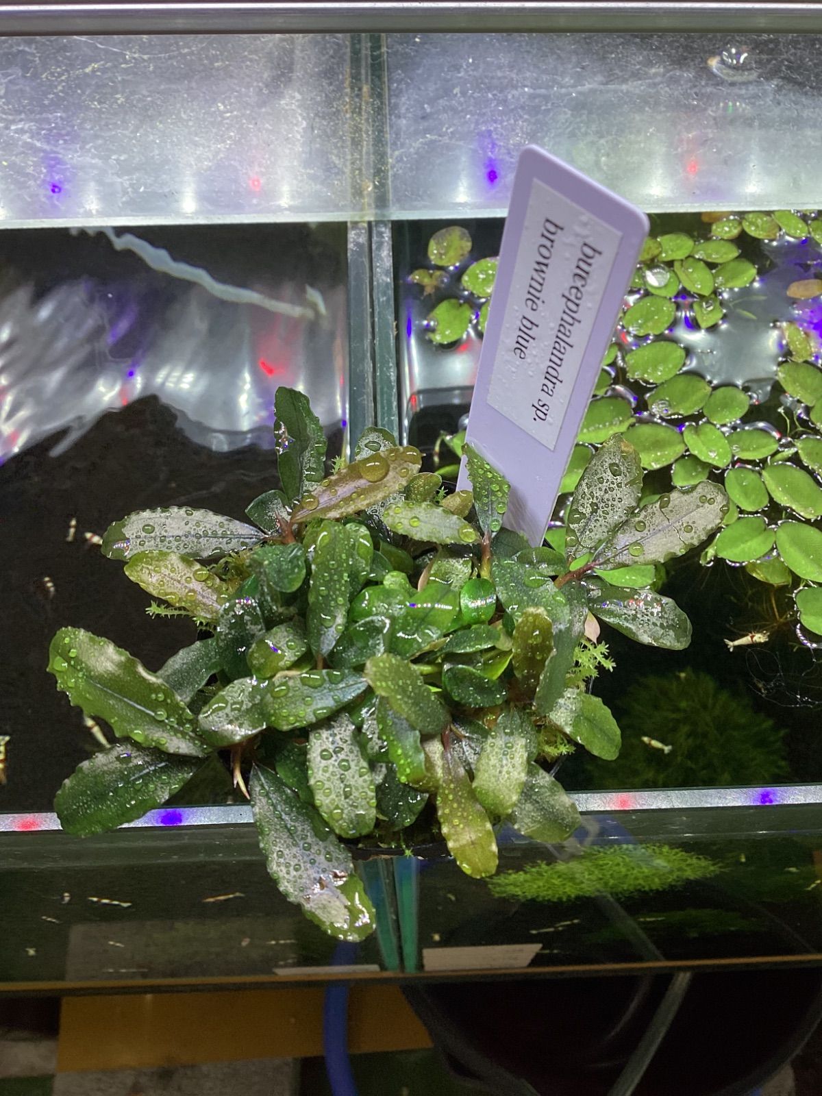 Bucephalandra sp. Rainbow Blue Marble群生株
