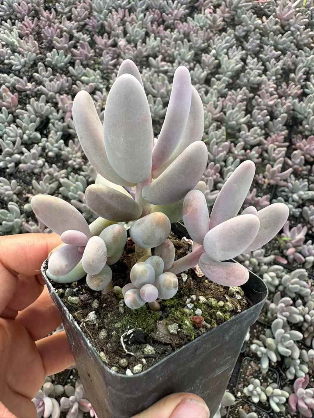 多肉植物　抜き苗37個 867f321f8218427d0d8eb0a2139495