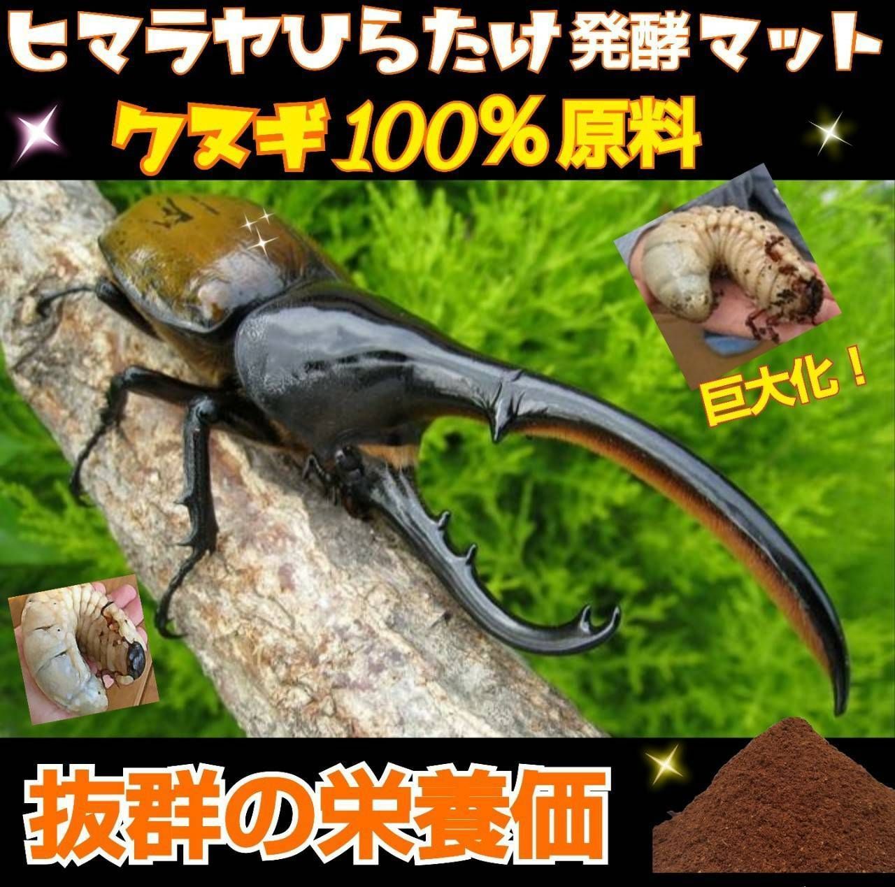 カブトムシ幼虫の餌　産卵にも抜群！　 改良版☆ヒマラヤひらたけ発酵マット【300リットル・30袋】完全室内製造で雑虫混入が100％ありません！栄養価たっぷりで大きくなります！　 保存にも便利なチャック付き袋　国産カブトムシにお薦め！