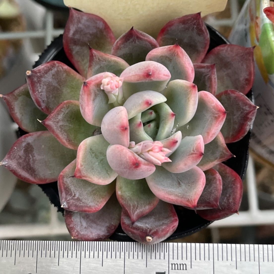 相府蓮×黒爪ザラゴーサ❣️札付き❗️多肉植物 抜き苗 - メルカリ