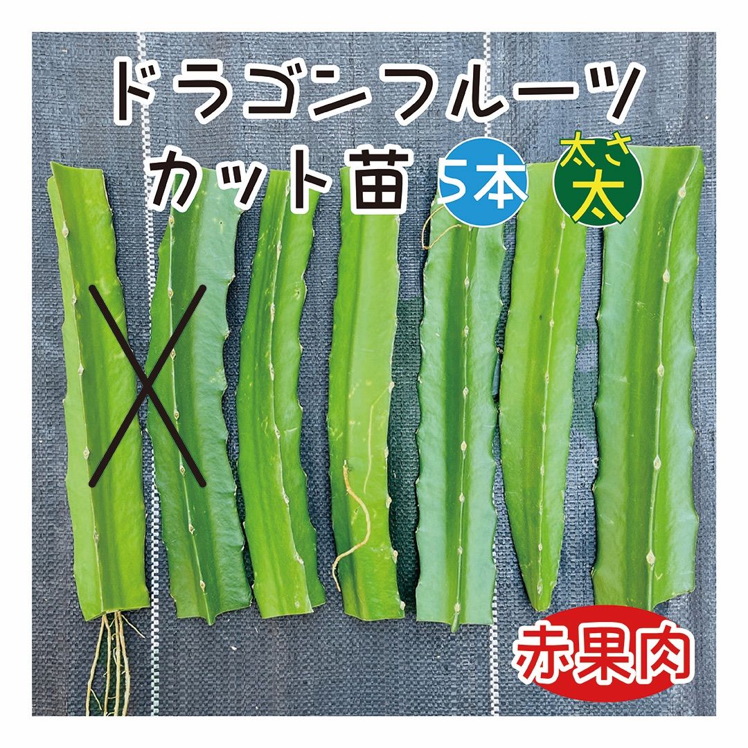 ドラゴンフルーツ苗 カット苗 5本 赤肉種 挿し芽 挿し木 赤果実 ドラゴンフルーツ苗 カット苗 5本 赤肉種 挿し芽 挿し木 赤果実
