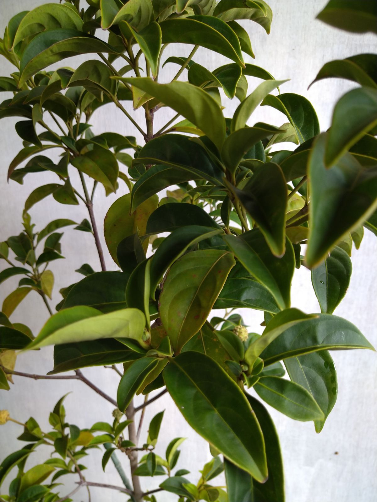 ニオイシュロラン3本立ち ニオイシュロラン 3本立 葉先190cm 【根巻き