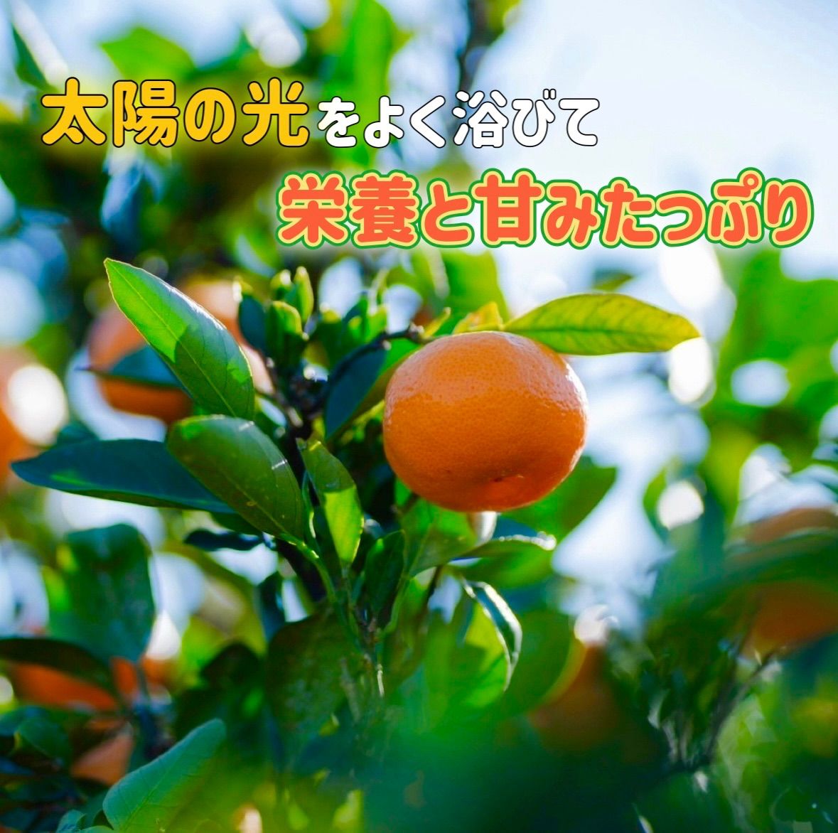 訳あり有田みかん8kg 和歌山県産 サイズ混合 送料無料 - メルカリ