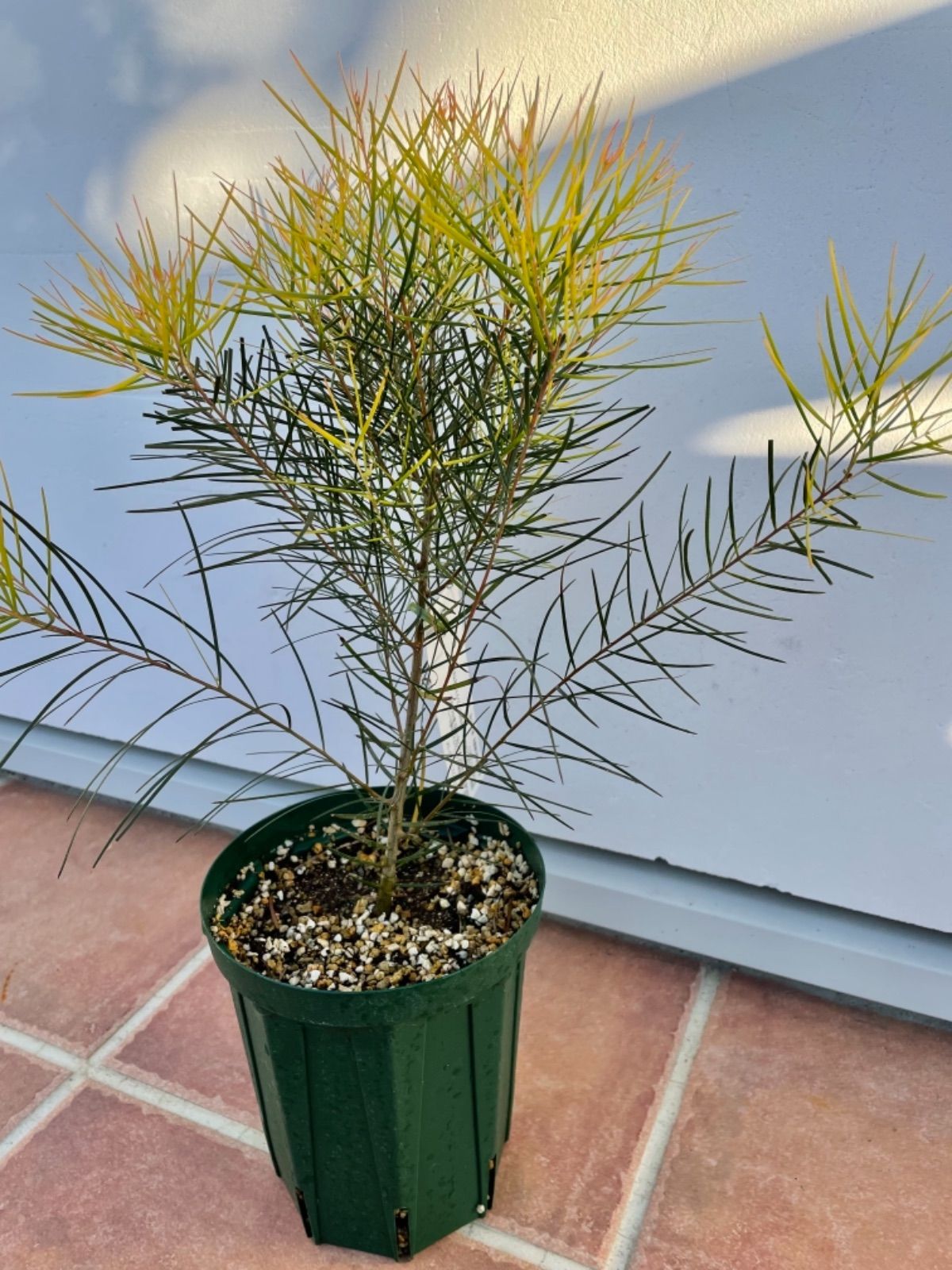 現品】アカシア・フロリバンダ フェニックスゴールド アカシアの木 10号 L8