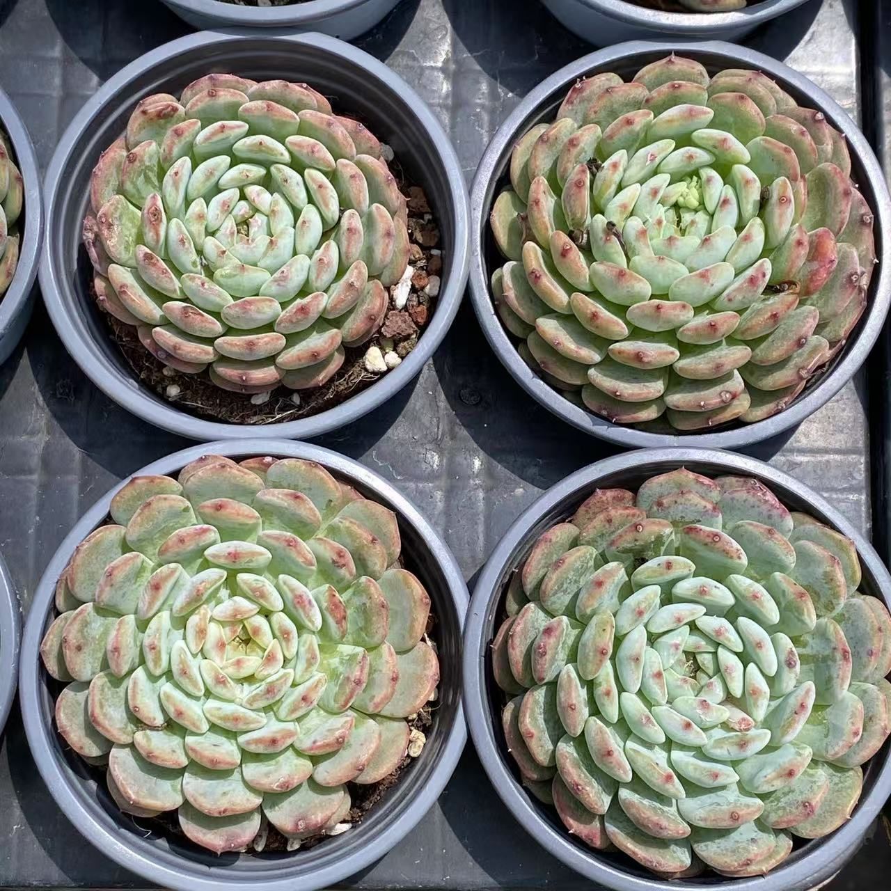 抜き苗 白ぽっちゃり ZM1553×18株 ふっくら 多肉植物 エケベリア