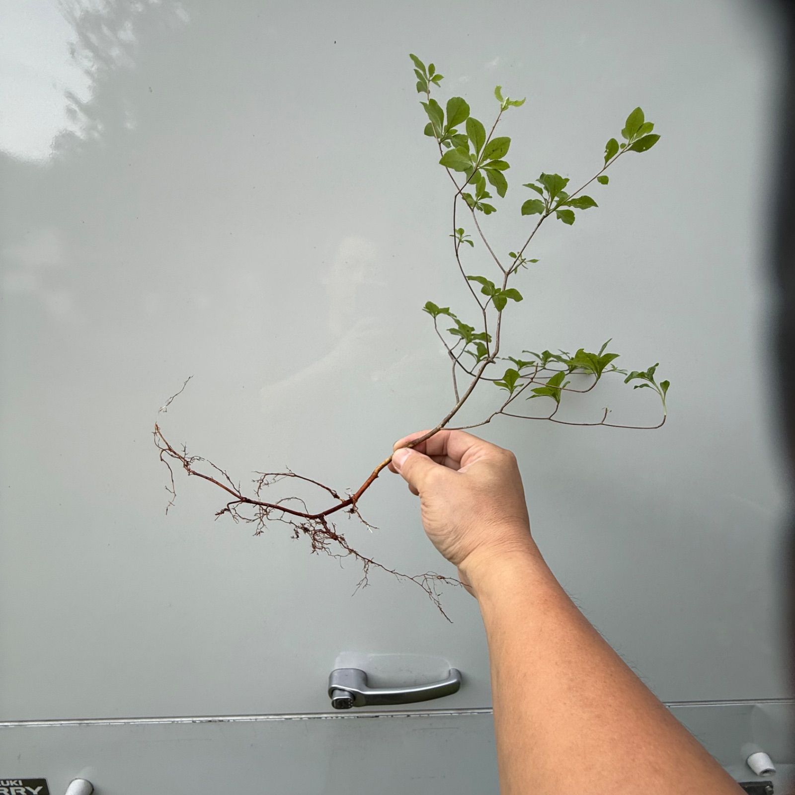 山採り アブラツツジ苗木 30〜40cm×1株🌱✨🎁 - メルカリ