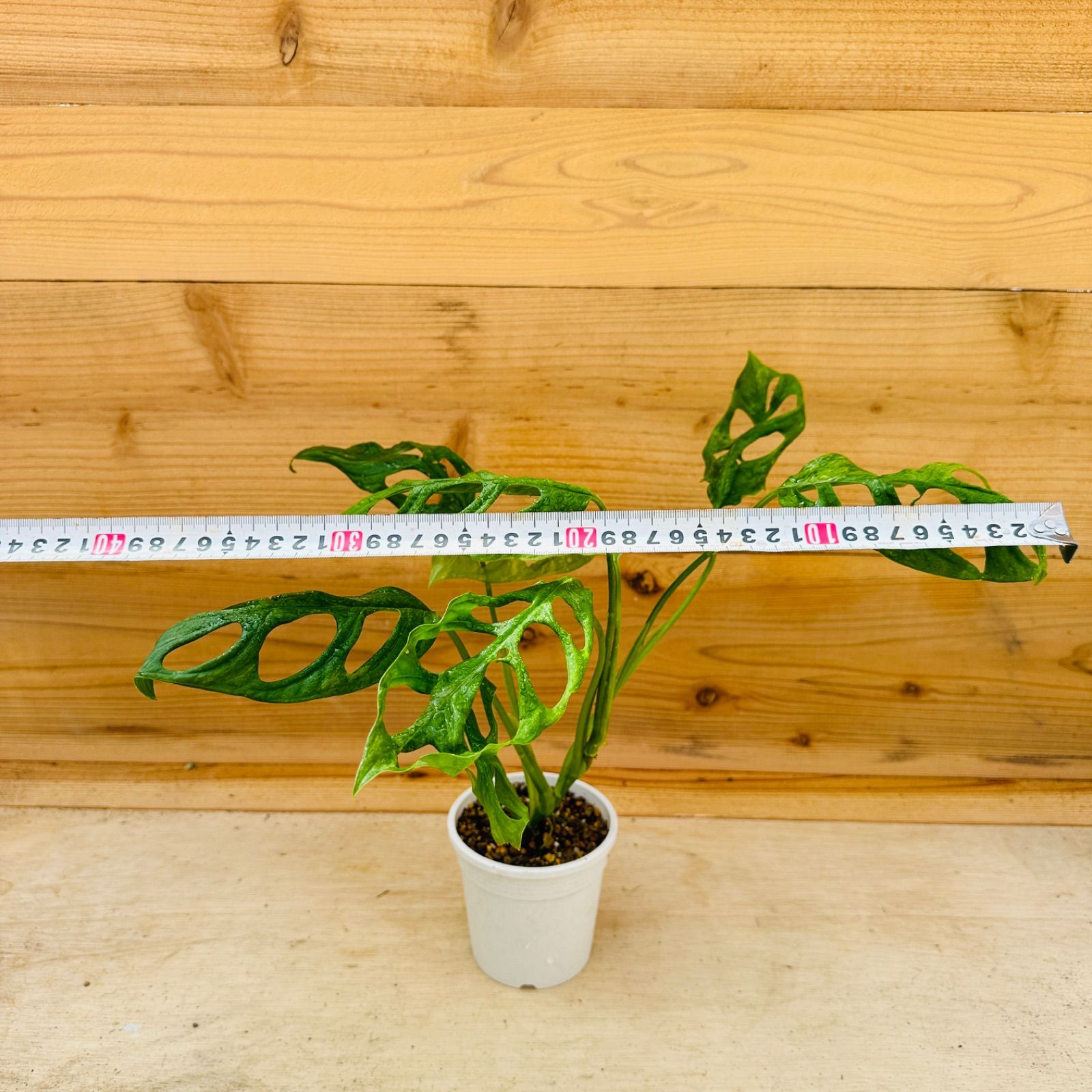 熱帯植物　✨レア✨モンステラ　フリードリヒスターリー イエローバリエガータ モンステラ フリードリヒスターリー ミント 【マドカズラ斑入り】現品