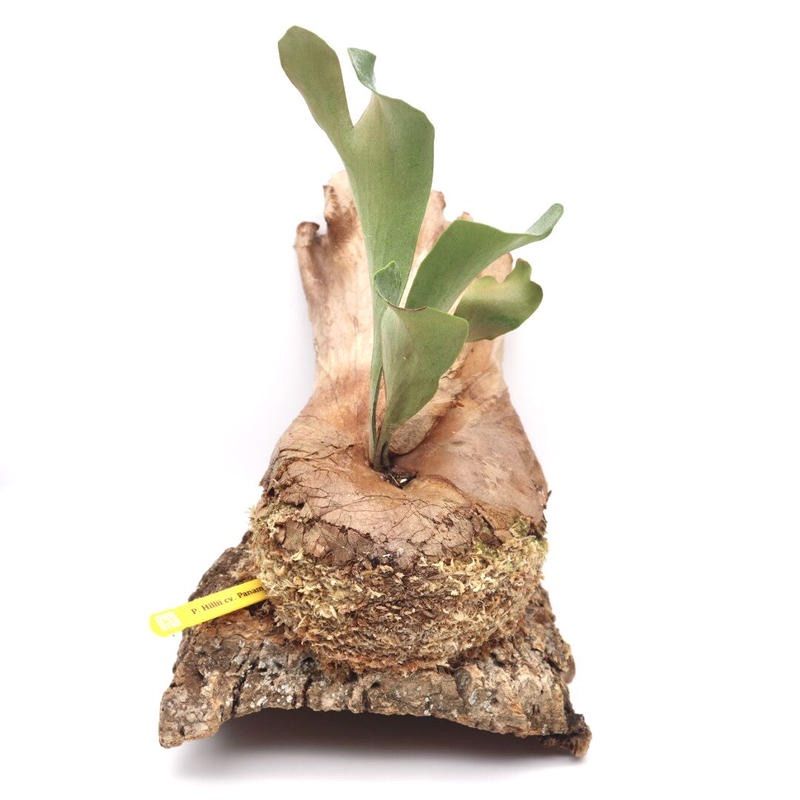 440ビカクシダヒリーパナマ P. hillii cv. Panama コルク付 - メルカリ