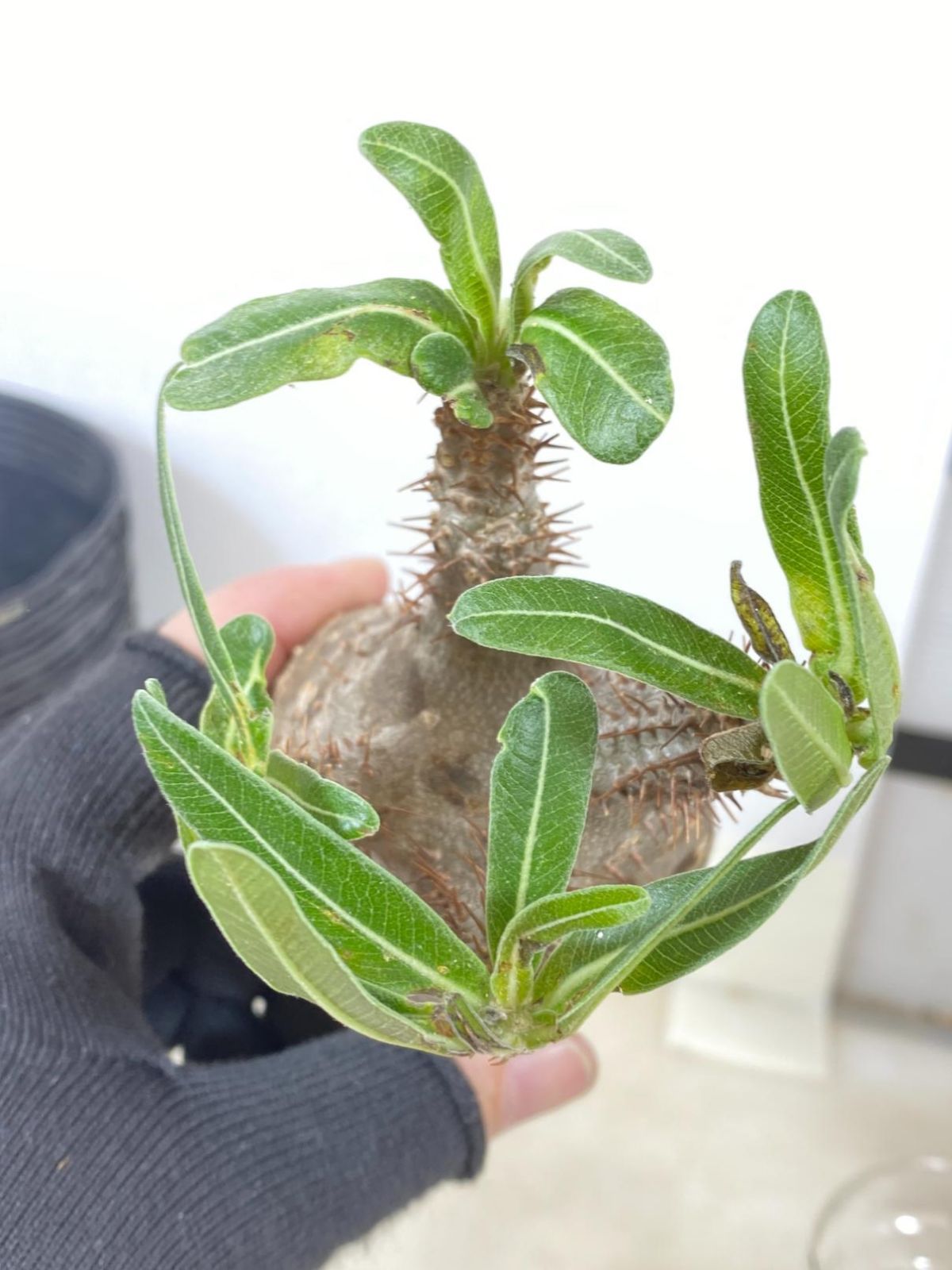 2105 「購入で塊根植物種子プレゼント」パキポディウム グラキリス S 抜き苗【塊根植物・最新到着・gracilius・根切確認済・】 - メルカリ