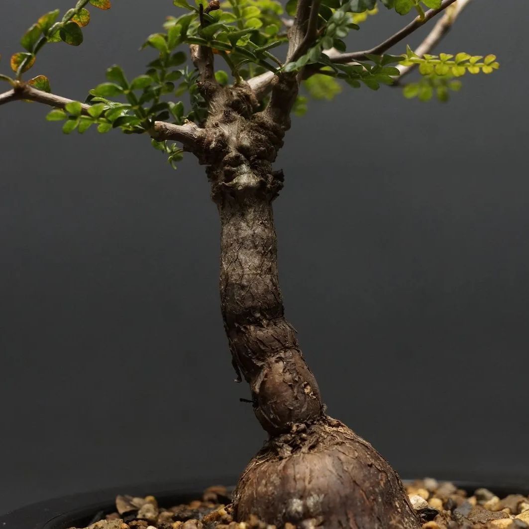 Operculicarya pachypus