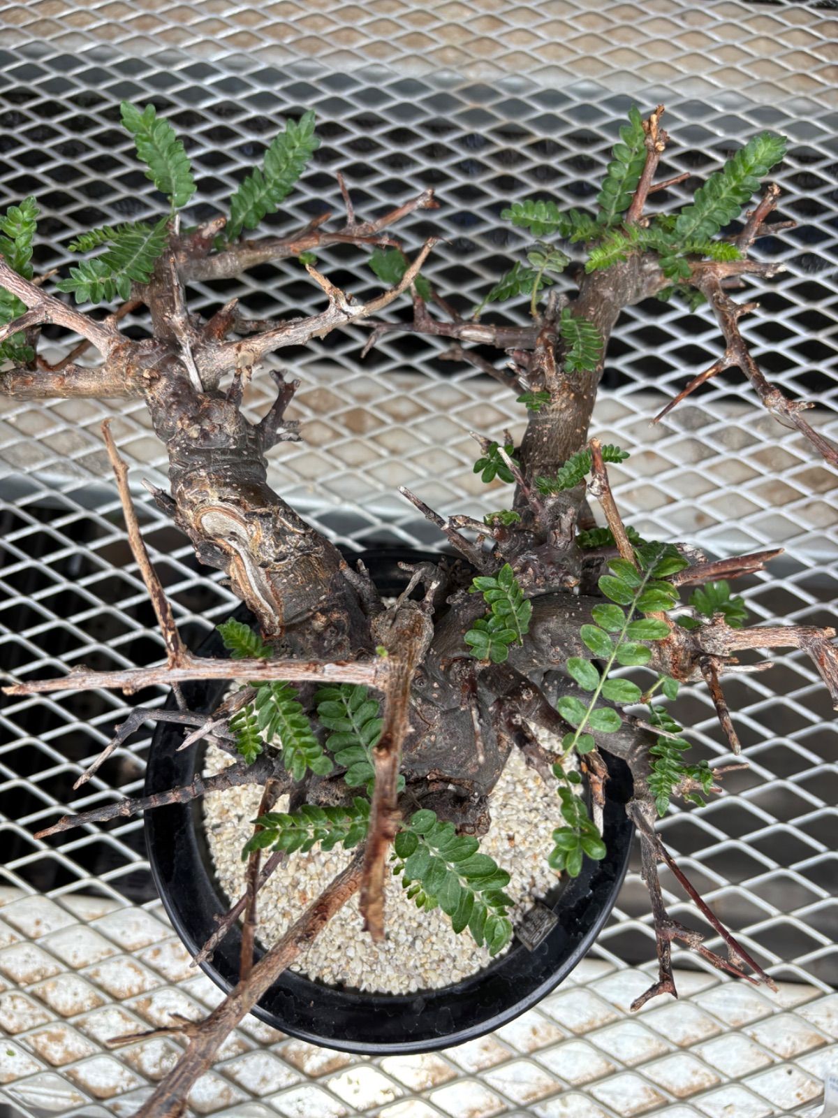 ボスウェリア ネグレクタ ブラックスキン 大株 現品限り】ボスウェリア・ネグレクタ ブラックスキン 現地株 発根済み