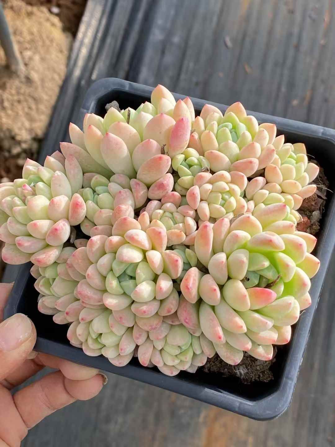 QS1049×30 ギョクカン 抜き苗 多肉植物 アエオニウム エケベリア 韓国苗