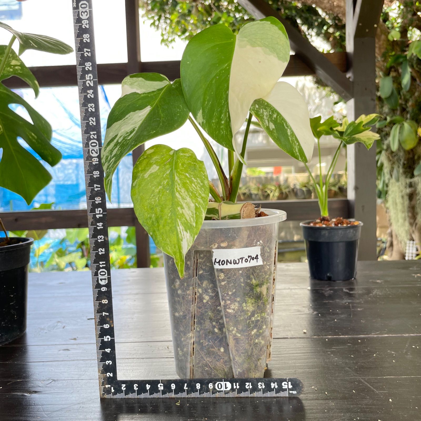 極美斑入り モンステラ ホワイトタイガー 58cm 希少 人気 観葉植物 極美斑入りモンステラホワイトタイガー 高さ52cm ボルシギアナ
