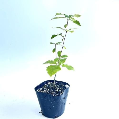 苗 苗木 20本セット コナラ 樹高0.25m前後 10.5cmポット こなら 苗木 苗 植木 庭木 生け垣 kb 20本 20