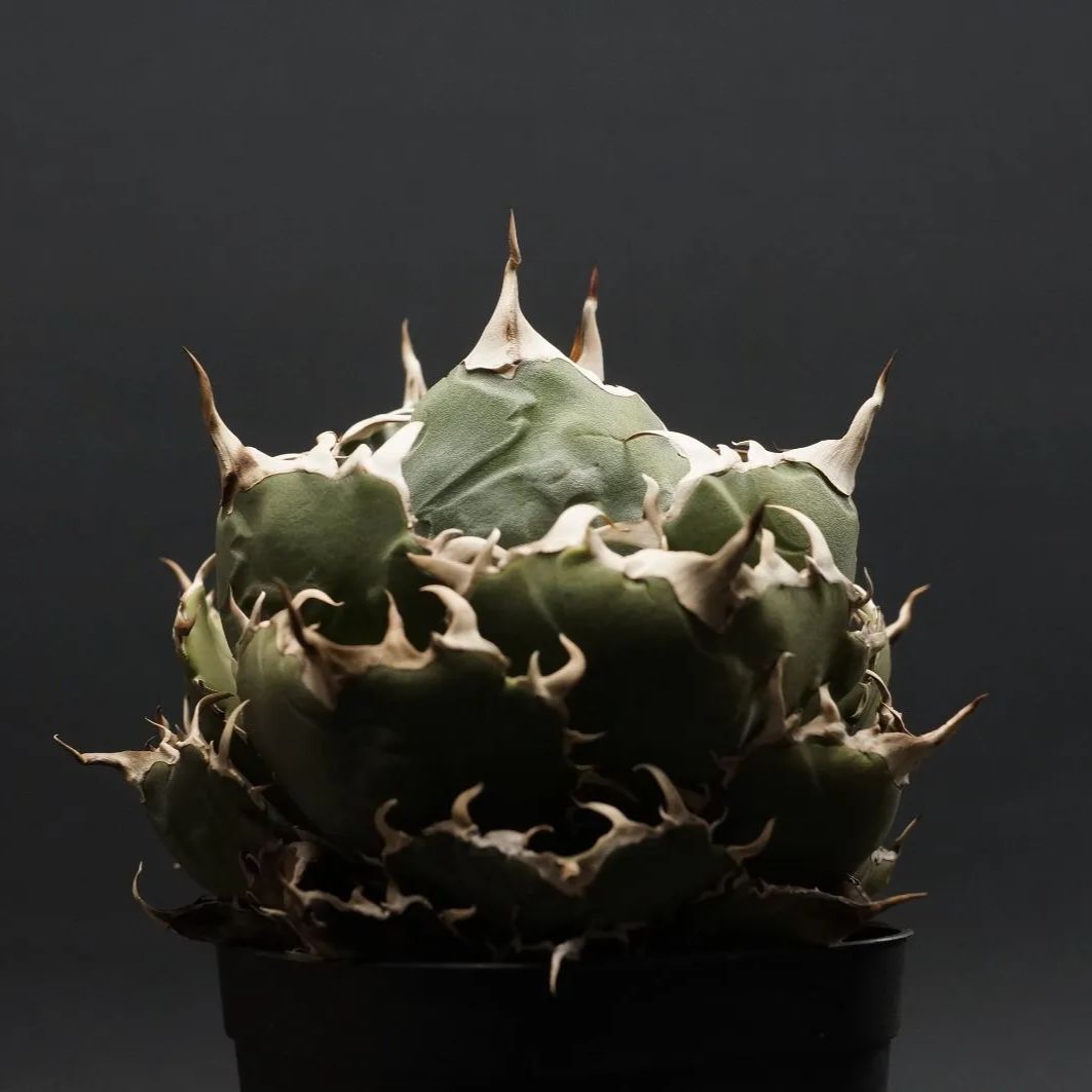 アレカヤシ ファイバー鉢 お皿付き ヤシの木（アレカヤシ） 10号 ぽっ