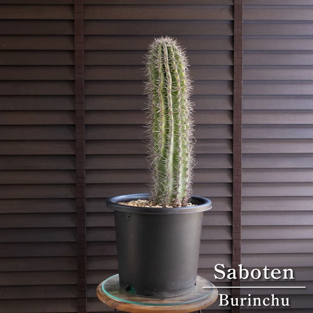 2025年最新】ブリンチュウの人気アイテム - メルカリ