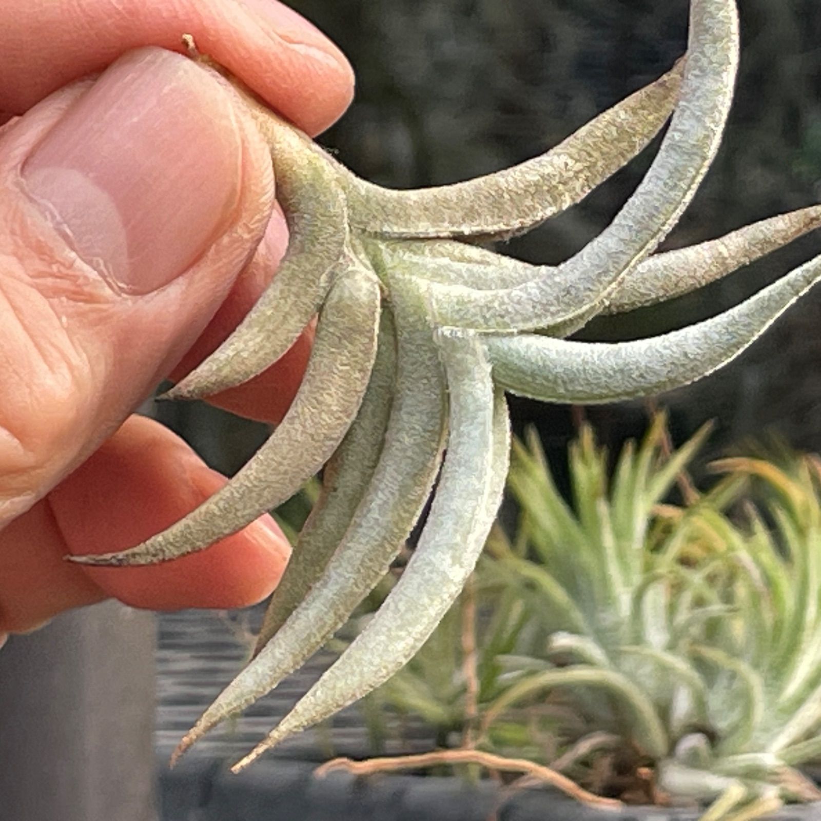 HR＊チランジア ギリエシー マイオール Tillandsia gilliesii fa
