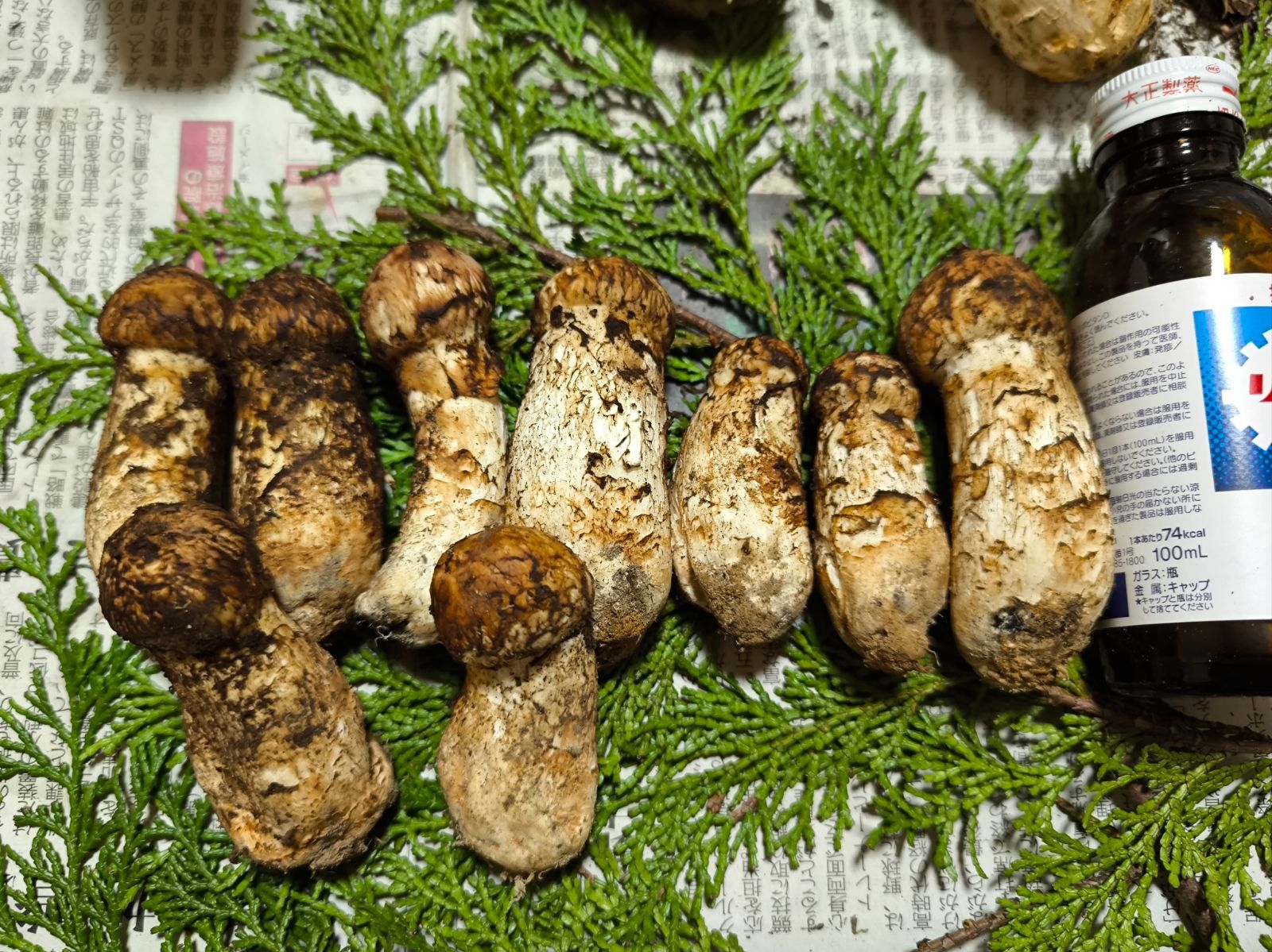 岩手県産松茸中コロ1527g 岩手県産松茸中コロ1527g 20番【岩手県産】松茸206g 国産本場本日採れ