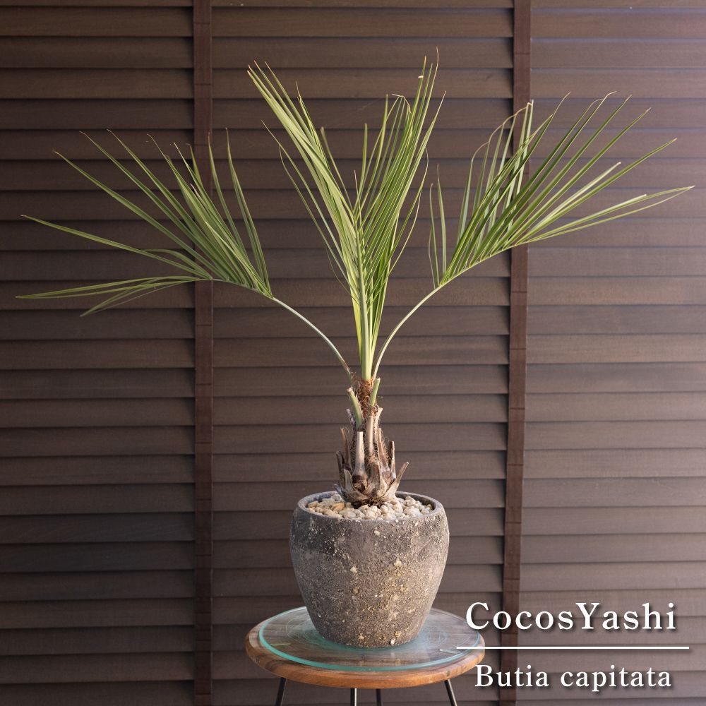 そのこ様 プラナロム ユーカリラディアタ他 合計8点 精油 そのこ様