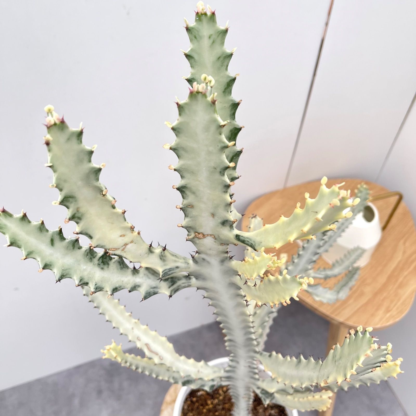 ユーフォルビア ホワイトゴースト 2【現品】☆希少☆ 観葉植物
