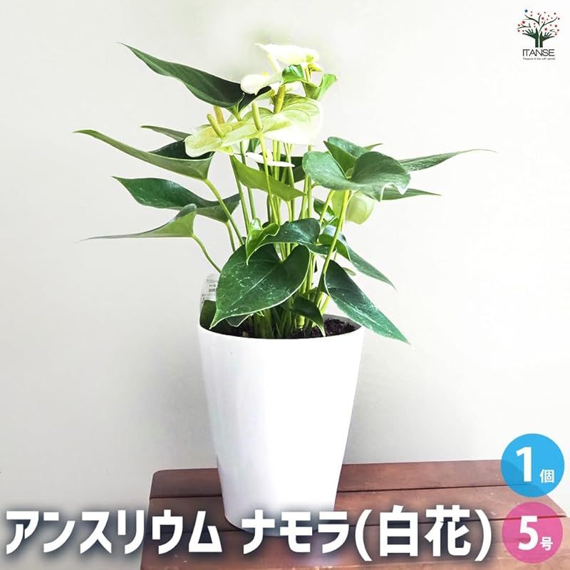 ITANSE アンスリウム ナモラ 白花 5号 1個売り 品種で選べる観葉植物 学名 Anthurium 白花の中輪品種で 仏炎苞が純白です 花径は5~6cmほどで 草丈はあまり高くならず コンパクトな姿を保ちます 室内の卓上や窓辺に飾るのにいいサイ