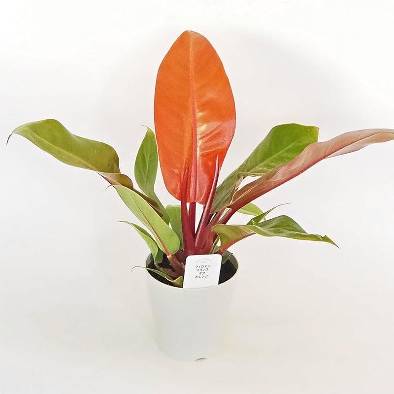 ITANSE フィロデンドロン プリンスオブオレンジ 4号 3個セット 品種で選べる観葉植物 学名 Philodendron Prince of Orange サトイモ科 非耐寒性常緑多年草●新芽が鮮やかなオレンジ色になるフィロデンドロン 新芽は