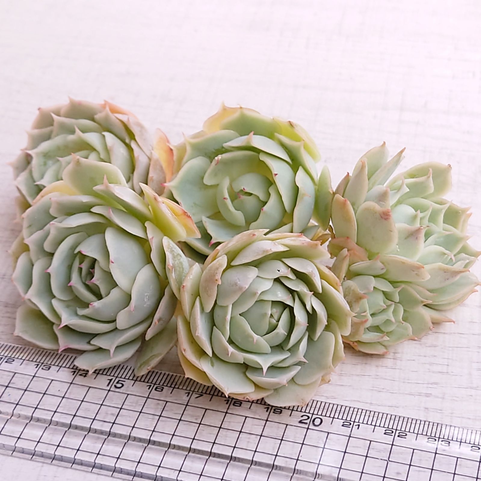 ラブウェーブ□エケベリア 多肉植物 カット苗 韓国苗 チャンフィ農場 