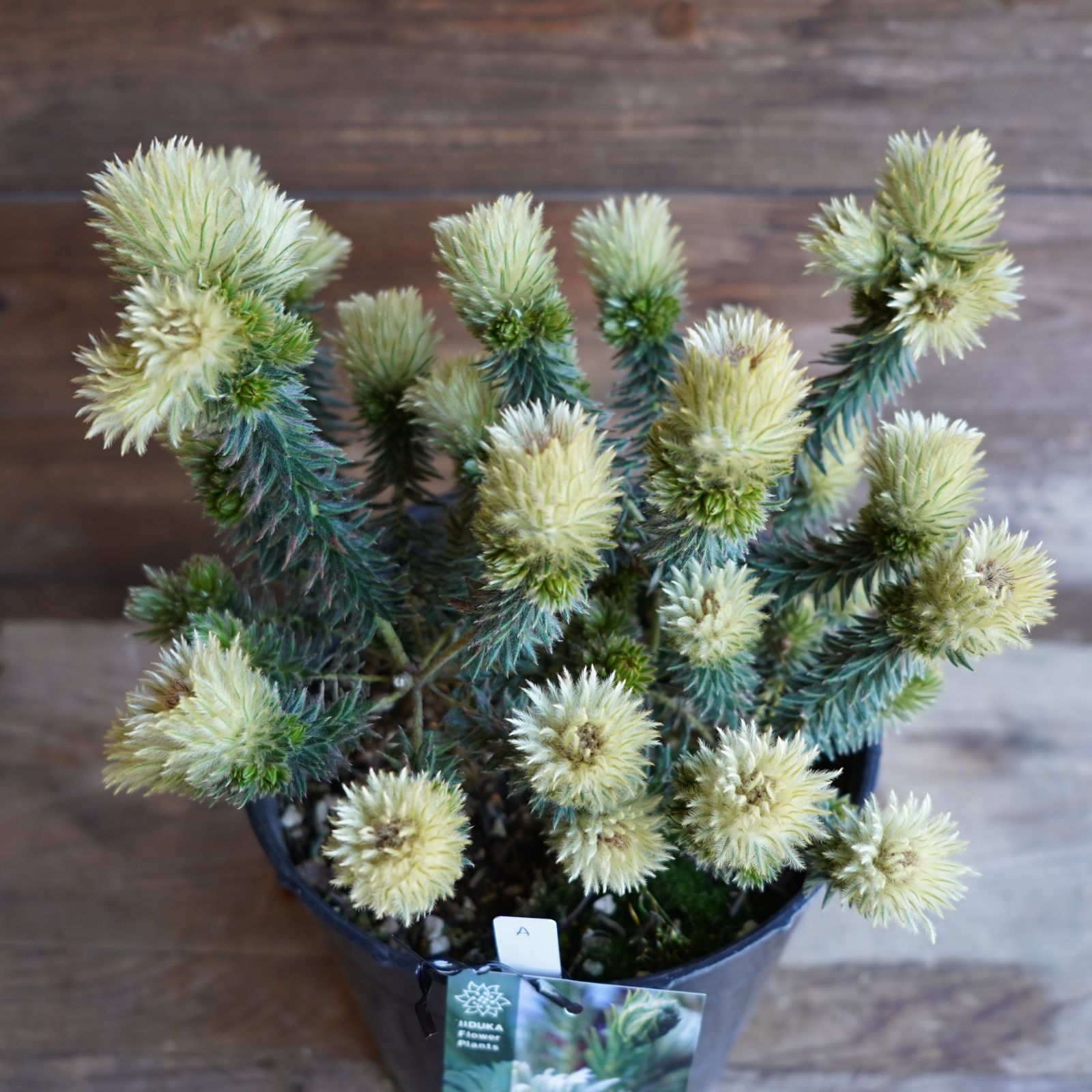 フィリカ プベッセンス ワフトフェザー 7号 A オージープランツ 現物