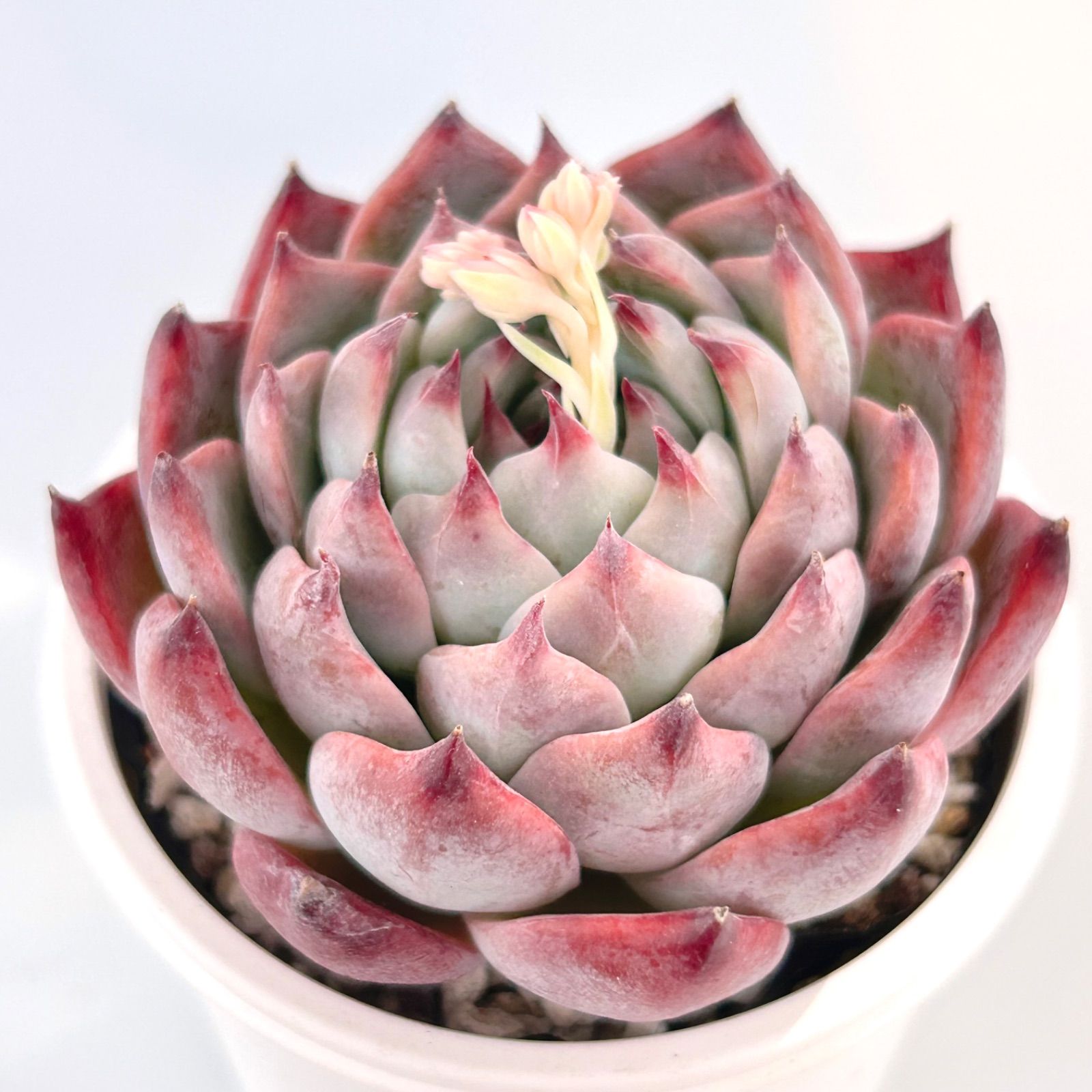 多肉植物】ピンク系エケベリア4種セット - メルカリ