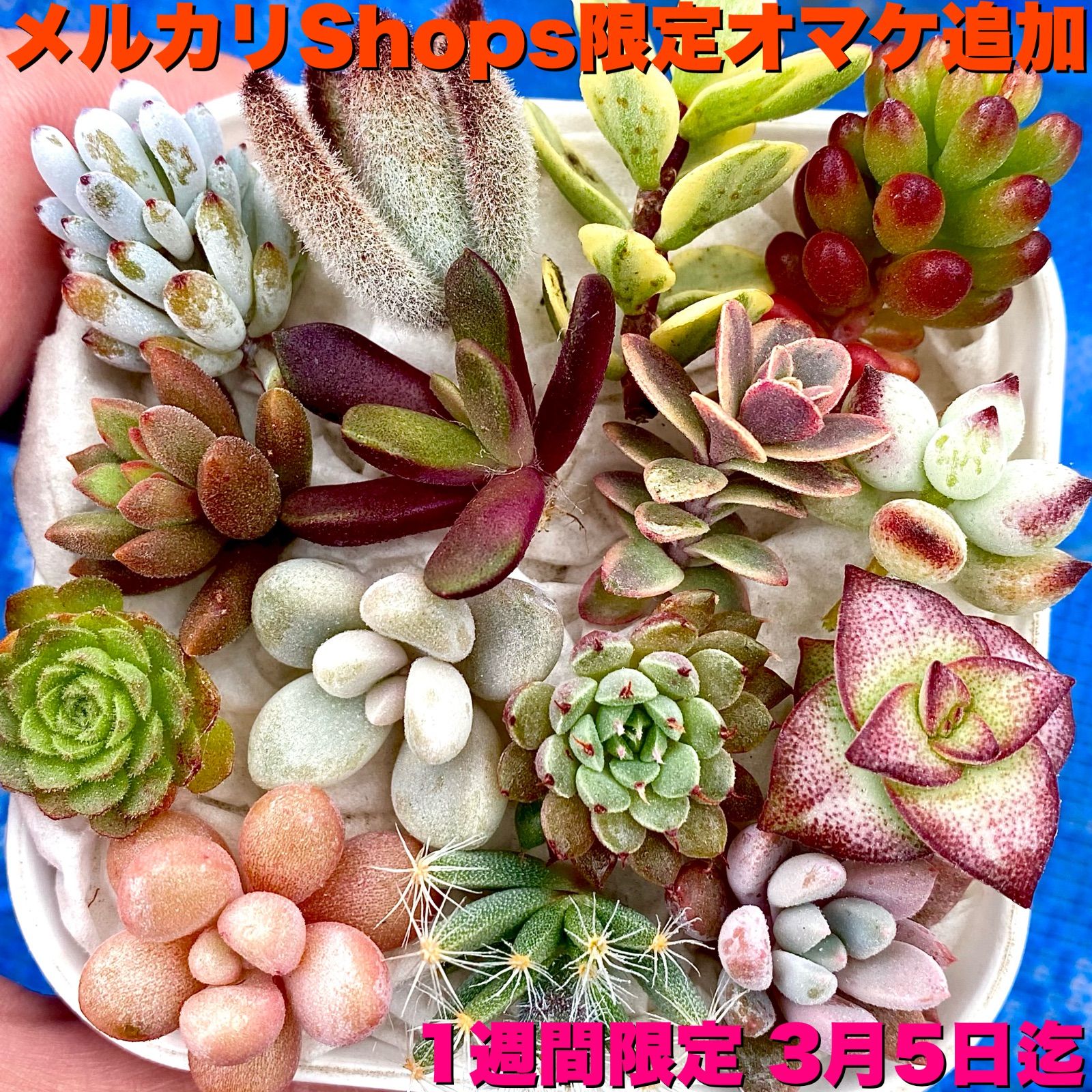 5多肉植物 カット苗 15品種 - その他