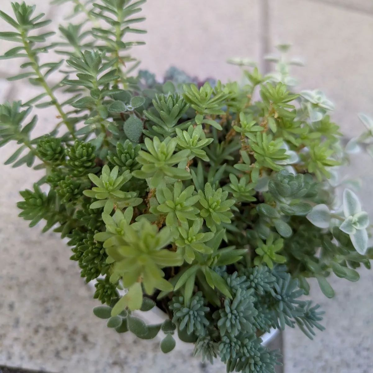 多肉植物 抜き苗 セダム寄せ植えセット 8×8 - メルカリ