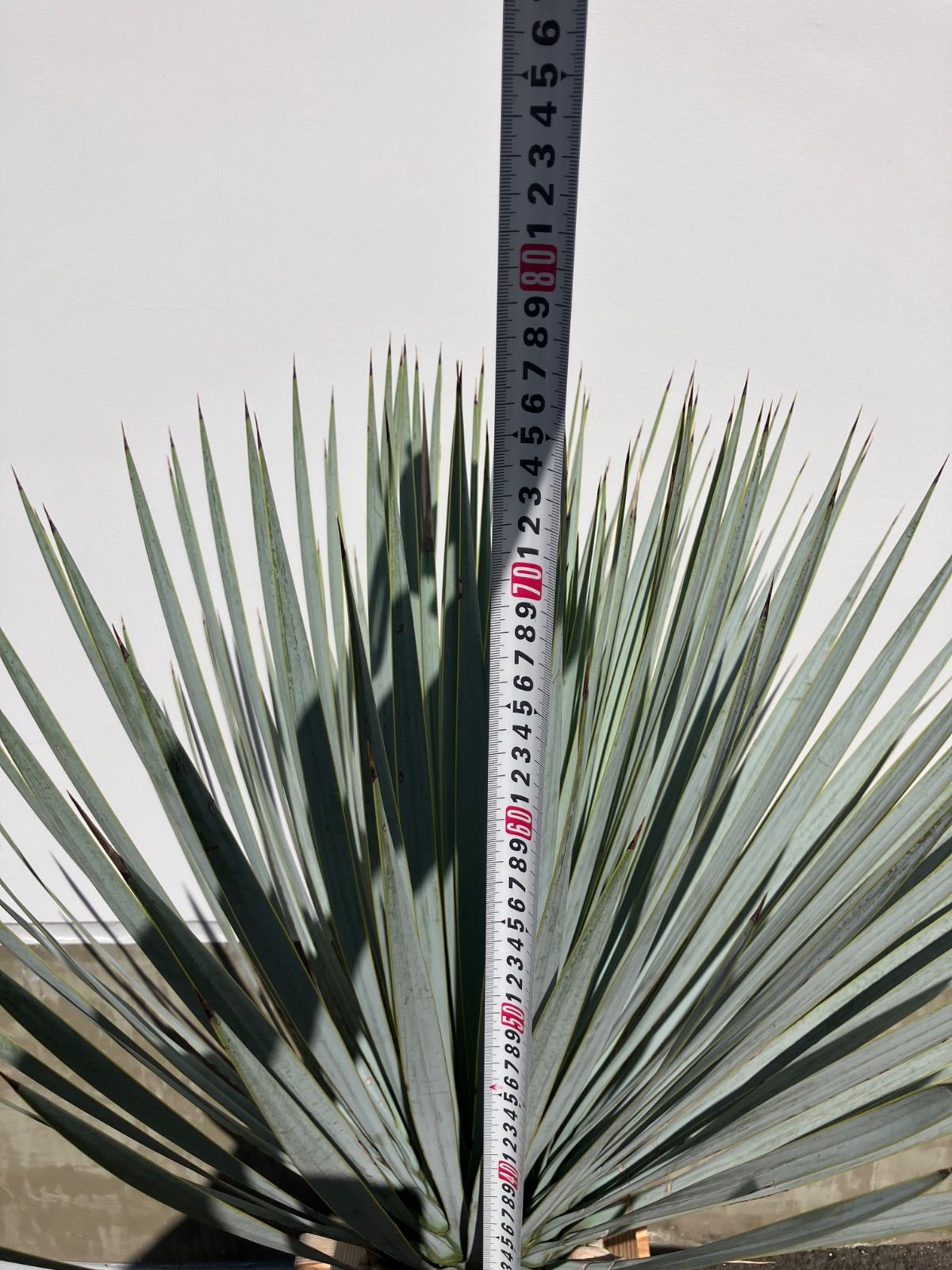 ユッカ マルデヌベス var リギダ ハイブリット タグ付き ユッカ