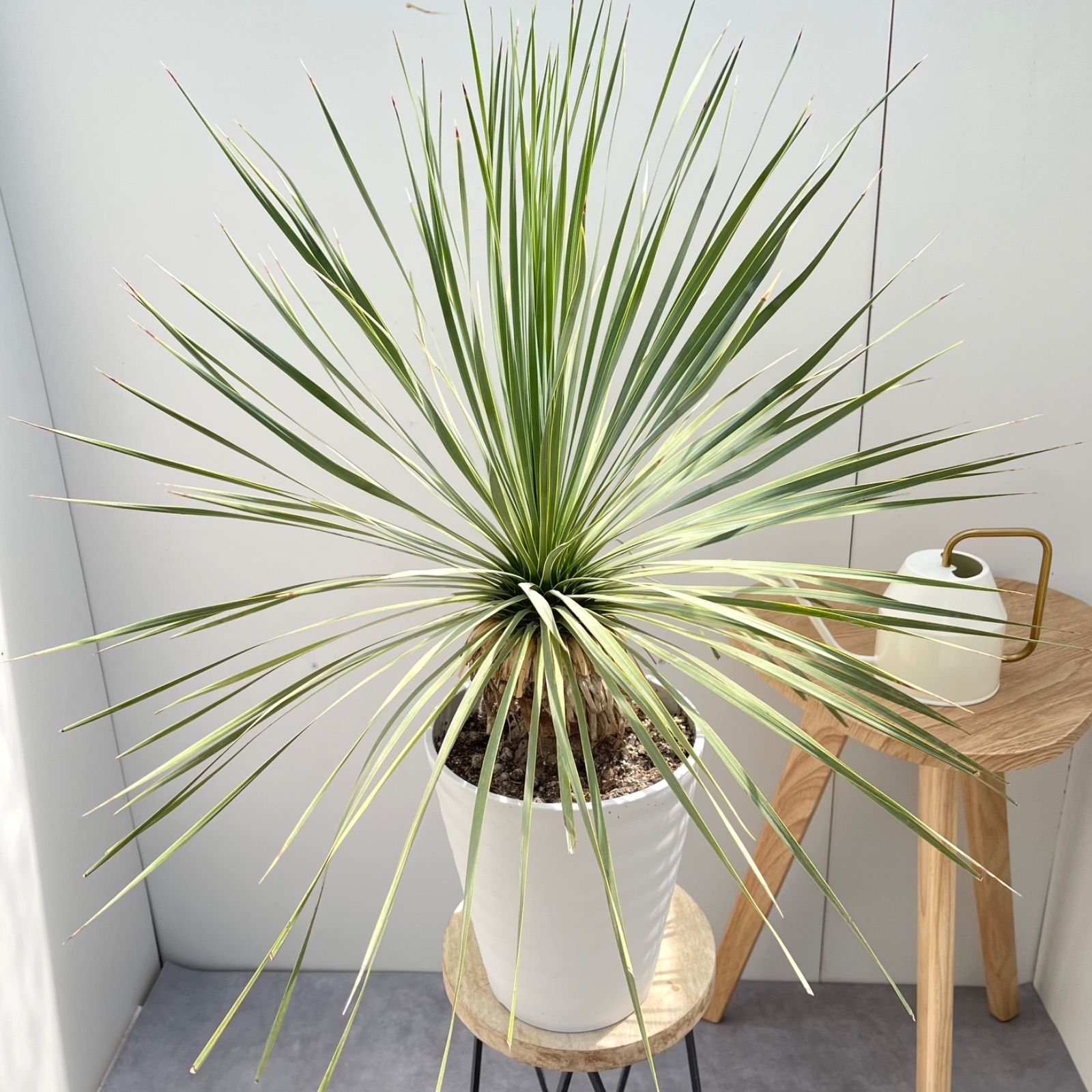 ［現品］98番　ユッカ　ロストラータ　サファイアスカイズ　7号　ドライガーデン 現品］ユッカ ロストラータ サファイアスカイズ 7号 観葉植物 レア