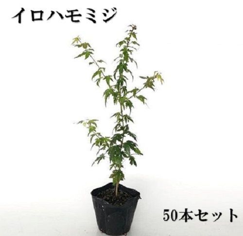 50本セット イロハモミジ樹高0.3m前後10.5cmポット