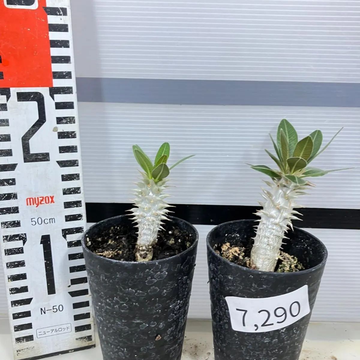 7290 「実生株」パキポディウム ホロンベンセ 2株セット【発根・Pachypodium horombense・葉落ちします】 - メルカリ