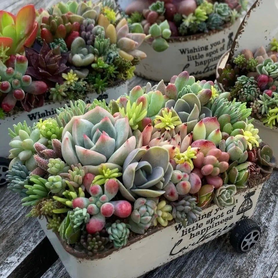 オーダーお受けします 多肉植物寄せ植え ちま寄せ花車 - メルカリ