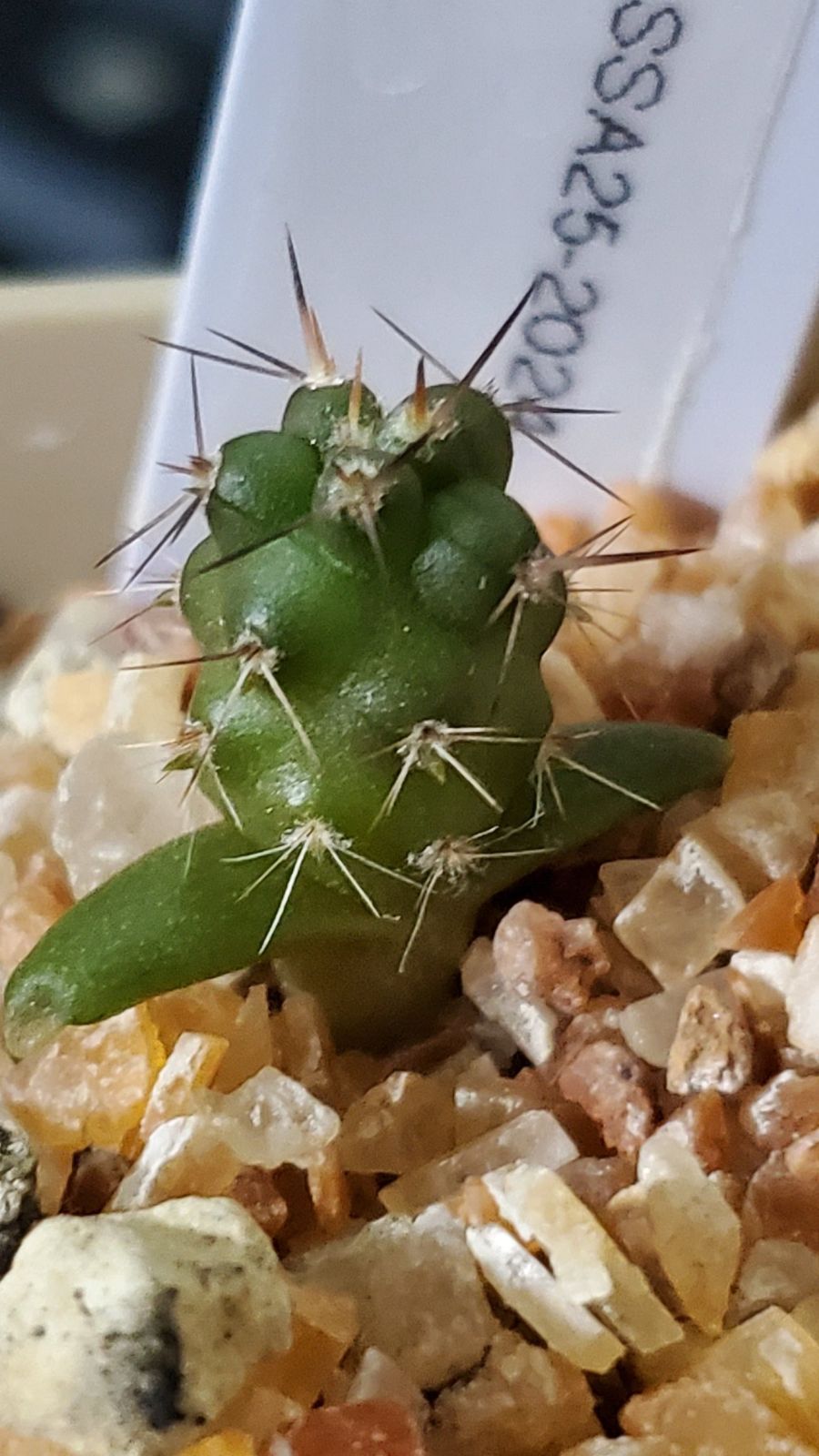 テフロカクタス アオラカンザス FNつき 18種類セット 5粒ずつ