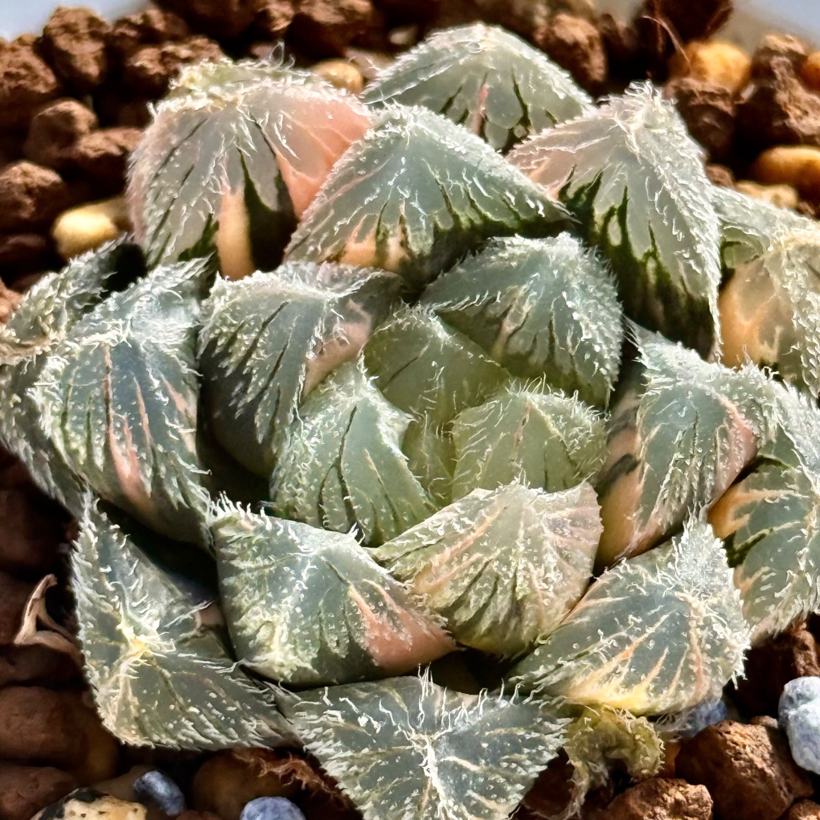ハオルチア ベヌスタ錦 極上斑 観葉植物