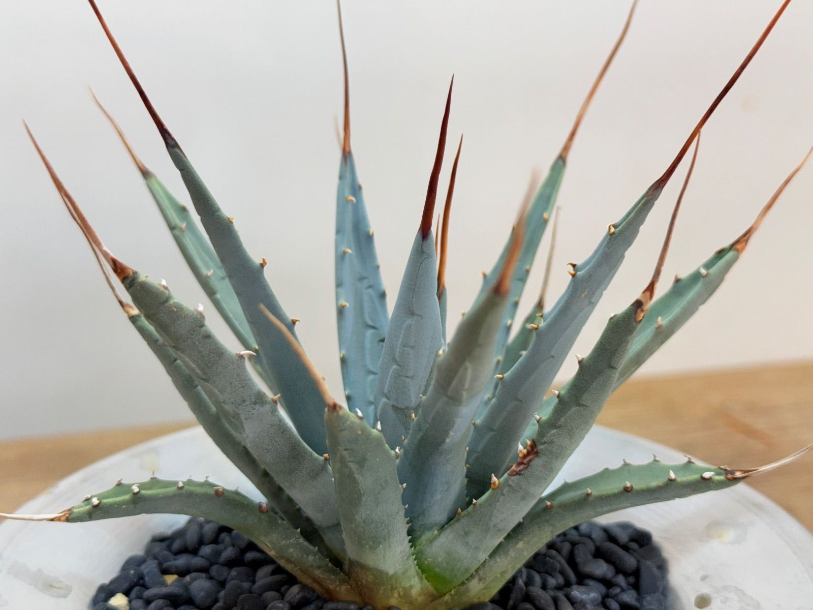 アガベ ユタエンシス エボリスピナ 長刺 Agave ストア utahensis