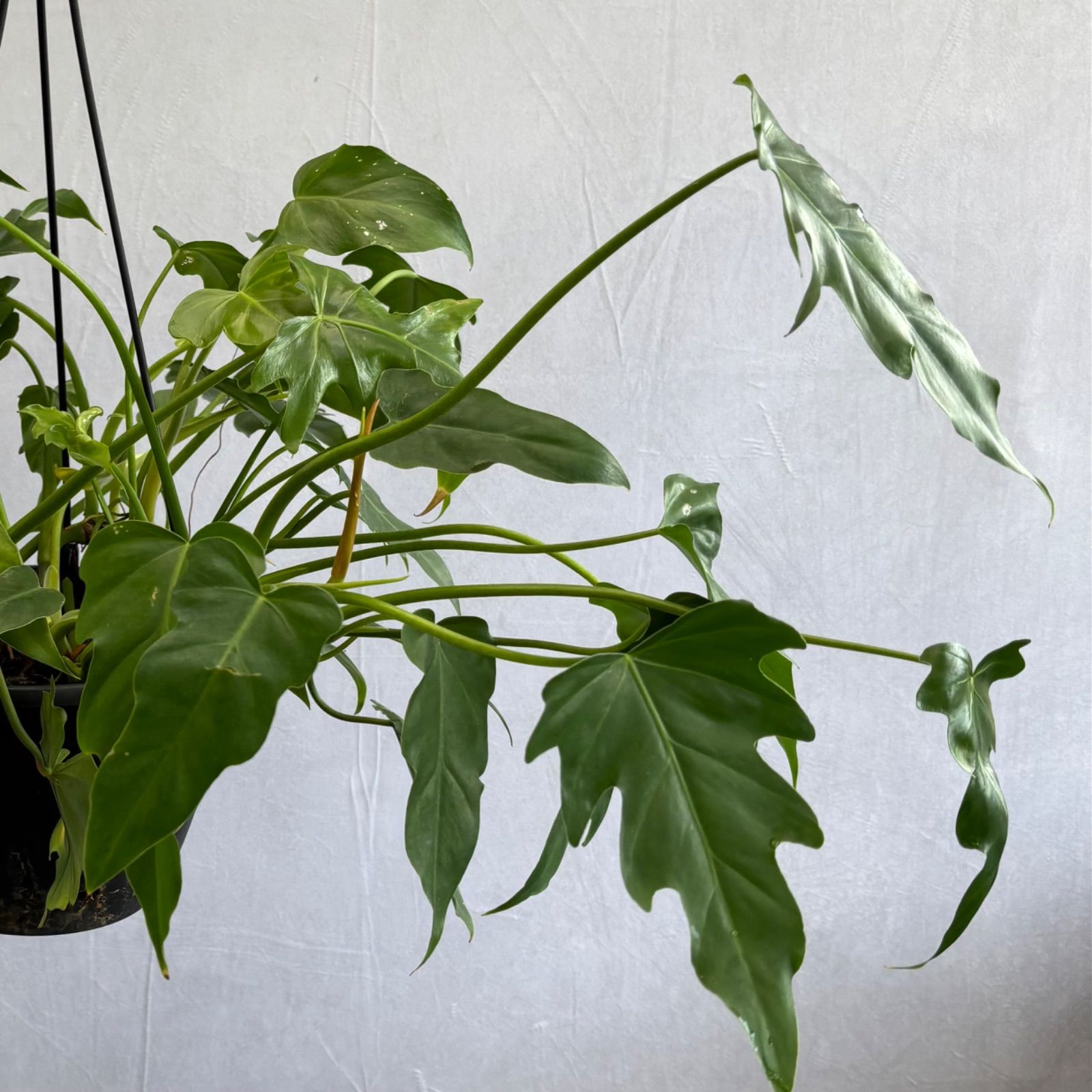 ペダツム グラッドハンズ