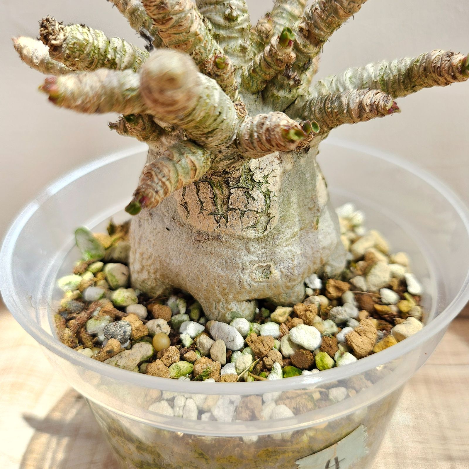 獅子葉のアデニウム】Dorset Horn Adenium（DHA）