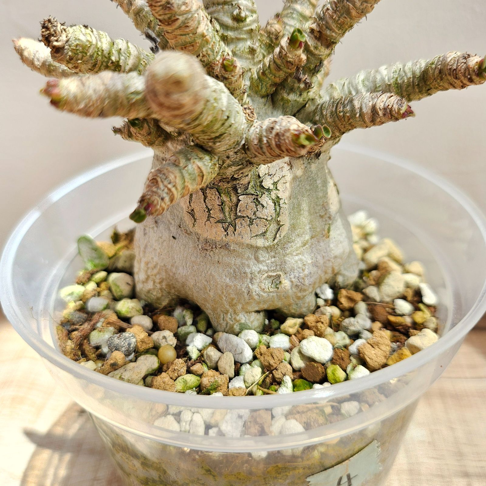 ④《 Adenium Arabicum D.H.A》アデニウム アラビカム 獅子葉 ドーセットホーン 塊根植物 巻葉 - メルカリ