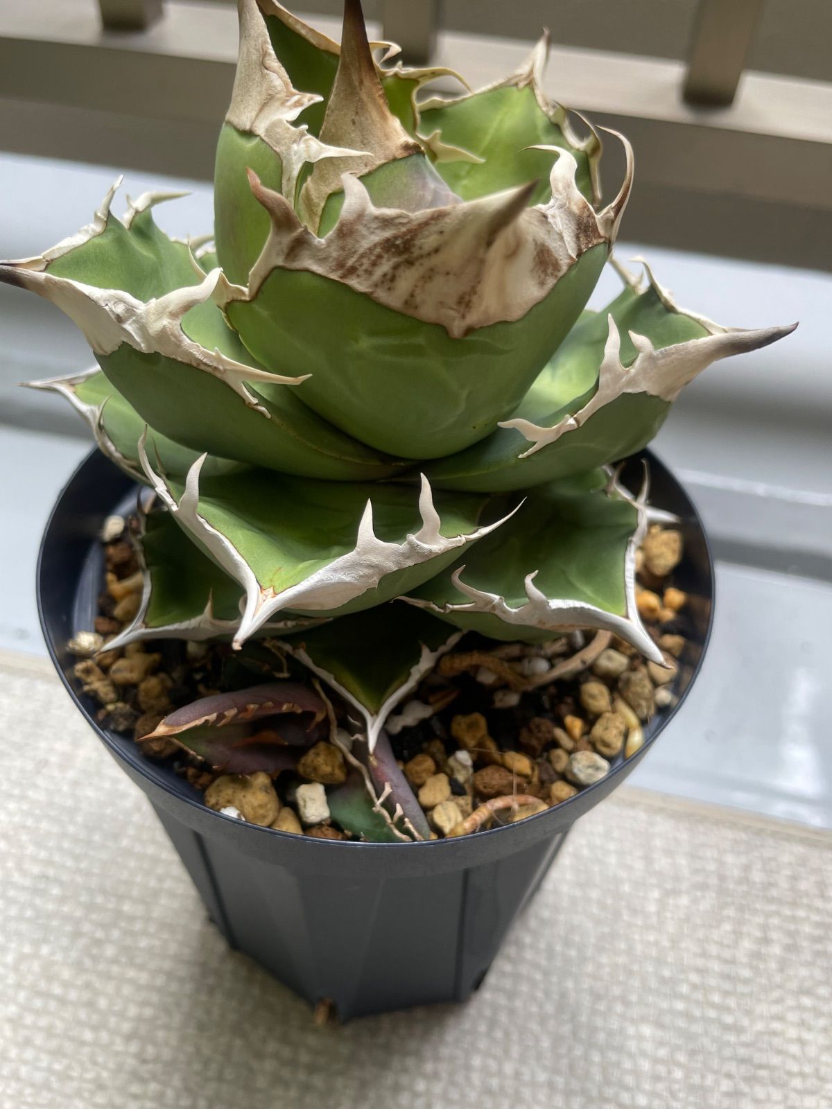 アガベ スナグルトゥース 中株 陶器鉢付き アガベ チタノタ スナグル