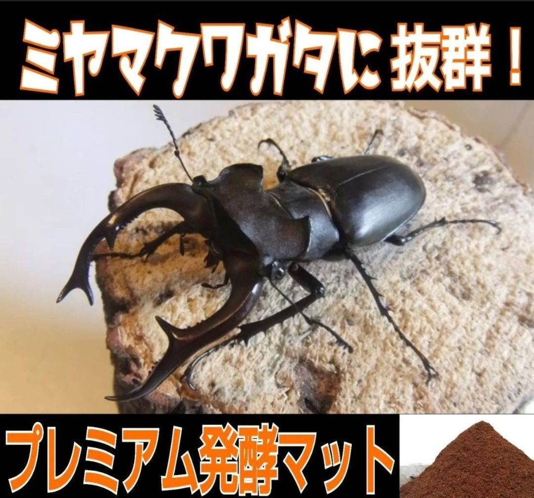 共生バクテリア３倍配合