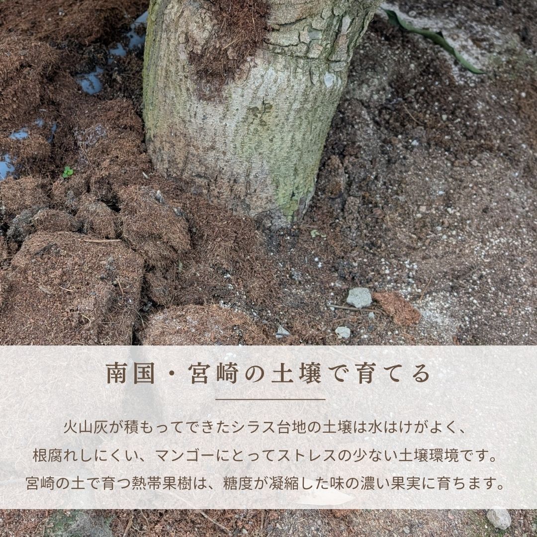 マンゴー