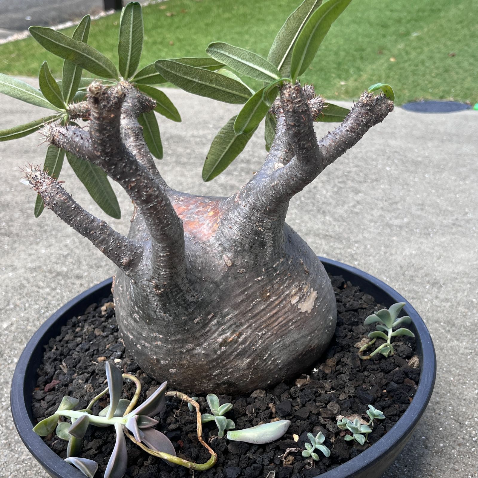 パキポディウム・グラキリス｜Pachypodium gracilius 現地球 発