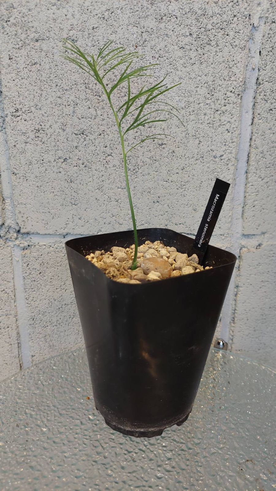 ◇マクロザミア ステノメラ 実生苗 Macrozamia stenomera マクロザミア